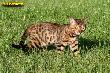 Bengalkater Best of Xtreme 5 Monate alt
