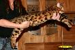 Bengalkater Best of Xtreme
